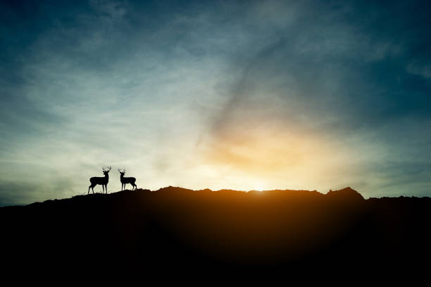 o conceito de silhueta de sunset e dois cervos na montanha. - sunrise beach couple hiking - fotografias e filmes do acervo