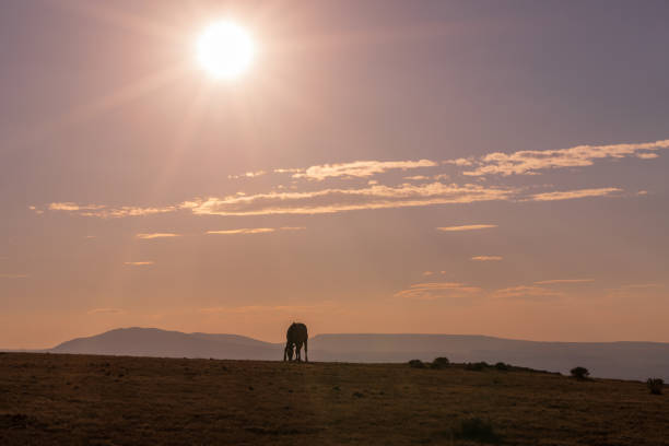 istock Wild Horse at Sunset 1076113960