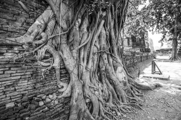 Ayutthaya Buddha Head statue with trapped in Bodhi Tree roots at Wat Maha That (Ayutthaya). Ayutthaya historical park Thailand. Vintage effect.
