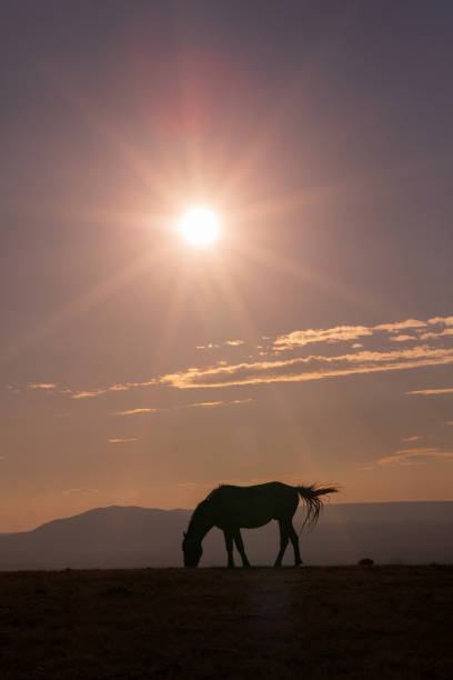 istock Wild Horse at Sunset 1076114238