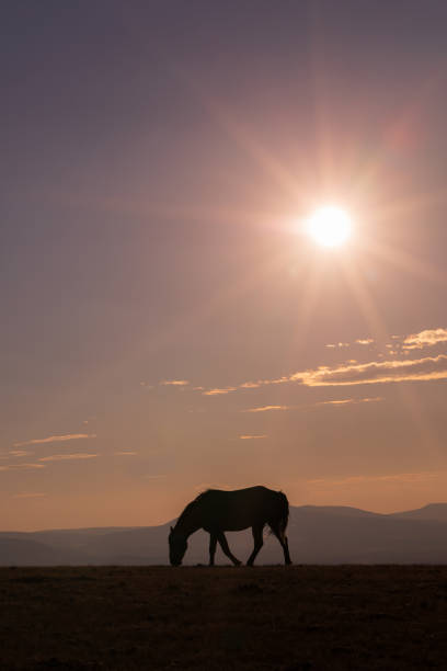istock Wild Horse at Sunset 1076114666