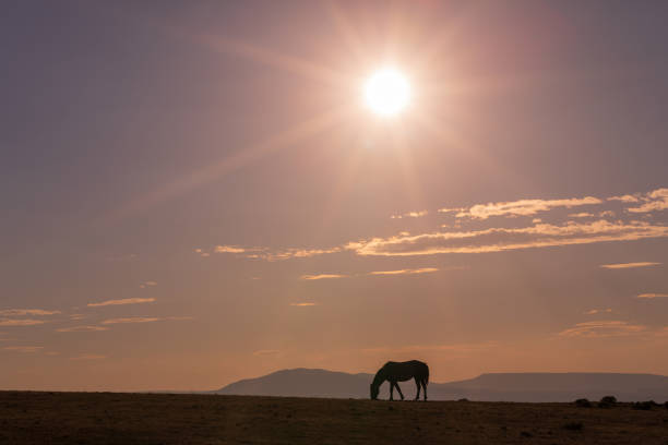 istock Wild Horse at Sunset 1076114668