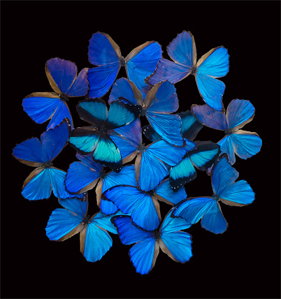 Blue butterflies isolated on black