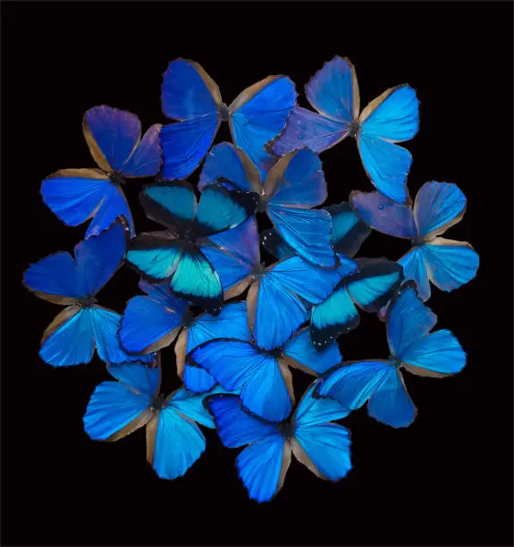 Photo of Blue butterflies isolated on black