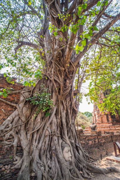 istock Ayutthaya Buddha Head statue with trapped in Bodhi Tree roots at Wat Maha That (Ayutthaya). Ayutthaya historical park Thailand. Vintage effect. 1076115230