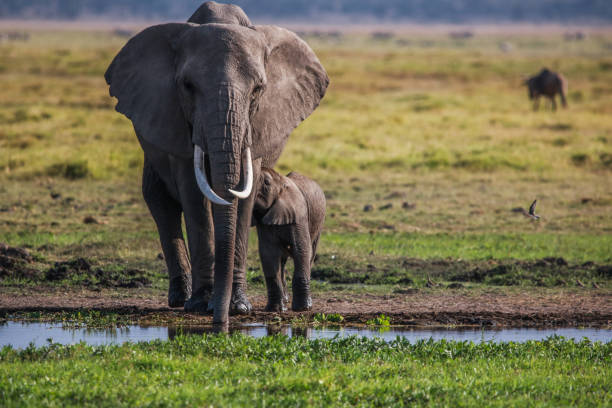 istock Mother elephant and its calf 1076115574