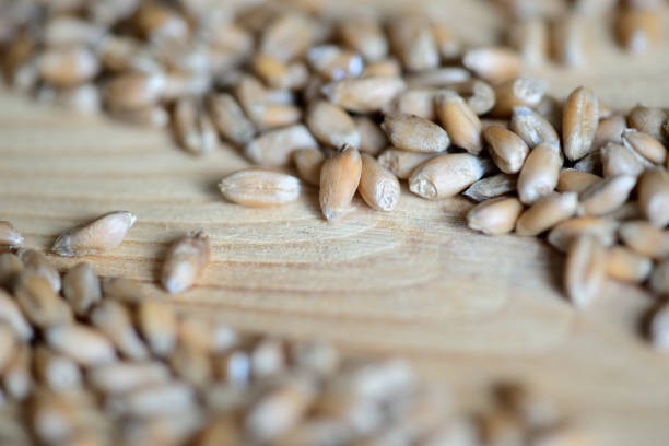 Scattered wheat grains on wooden background close up