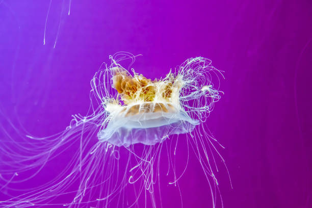 istock Jellyfish suspended against colorful background 1076118872