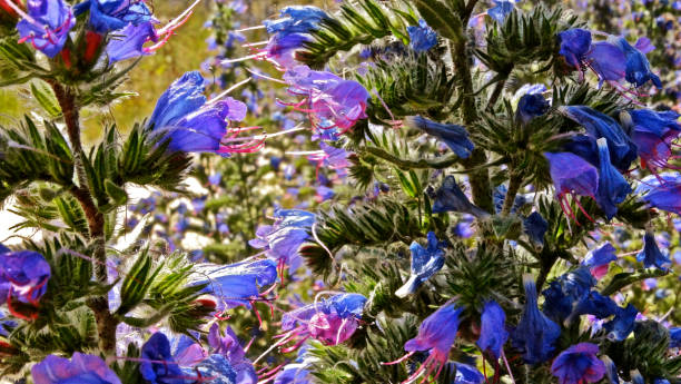 istock Purper Slangenkruid in springtime 1076119328
