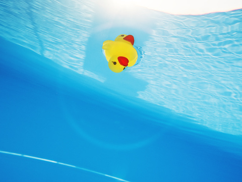 Yellow duck floating in swimming pool