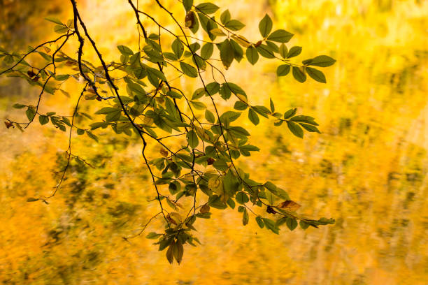 Tree branch - Nature in autumn time - Forest, rive, lake