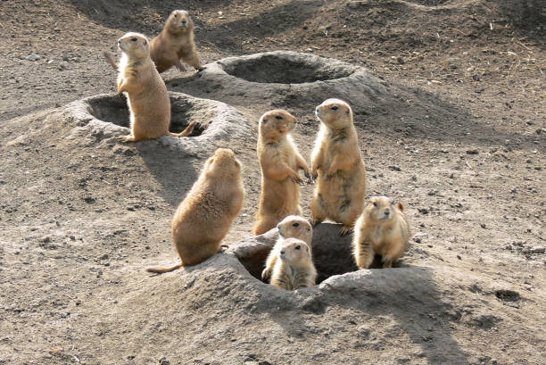 istock Prairie dogs out of their holes watching potential predators 1076120540