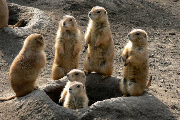 Prairie dogs out of their holes watching potential predators stock photo