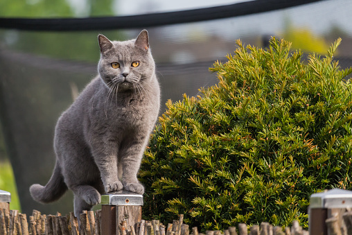 Pretty british shorthair cat standing on a post of the garden fence, being very attentive during the hunt for birds.