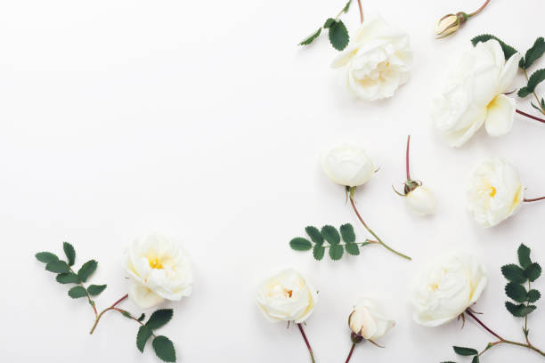 istock White rose flowers and green leaves on light background from above. Beautiful floral pattern top view. 1076126228