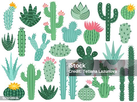 42,096 Cactus Flower Illustrations & Clip Art - iStock | Prickly pear cactus  flower, Cactus flower isolated, Cactus flower white background