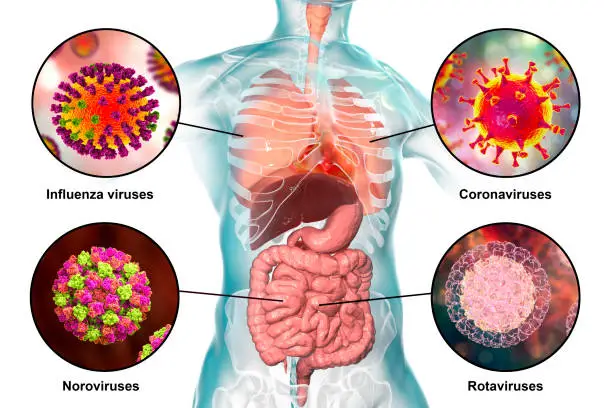 Photo of Human pathogenic viruses causing respiratory and enteric infections