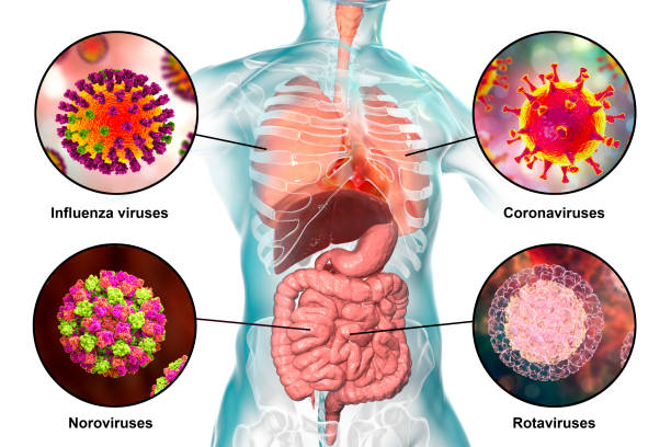 wirusy chorobotwórcze u ludzi powodujące infekcje układu oddechowego i jelitowego - rotavirus zdjęcia i obrazy z banku zdjęć