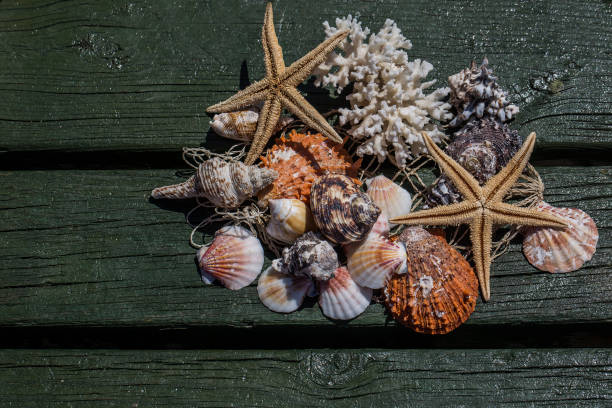 istock Starfishes, pearls, and amazing seashells close up 1076131378
