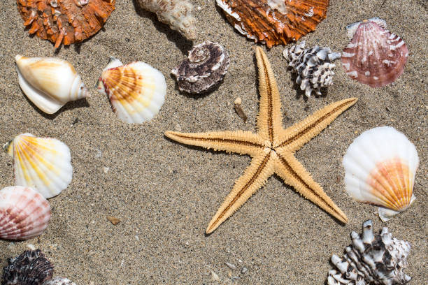 istock Starfishes, pearls, and amazing seashells close up 1076134958
