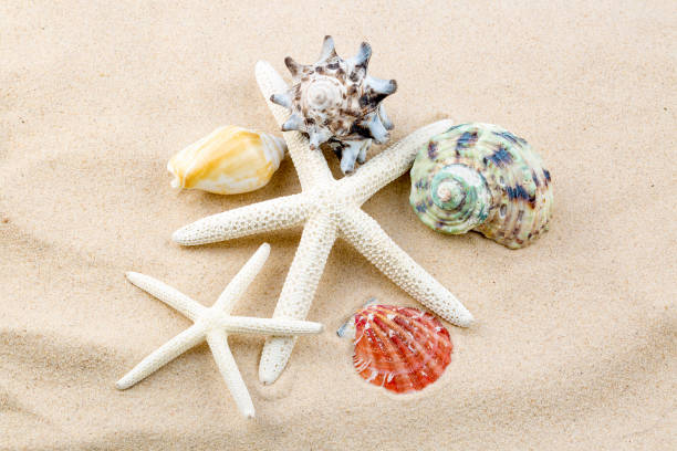 istock Starfishes, pearls, and amazing seashells close up 1076136606