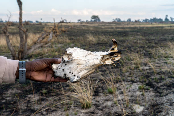 istock Cropped Hand Holding Animal Bone 1076136926