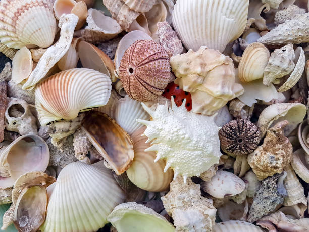 istock Starfishes, pearls, and amazing seashells close up 1076137592