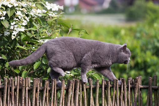 british shorthair cat hunting birds on garden fence. the cat is balancing like an Artist on the small and narrow wooden fence.