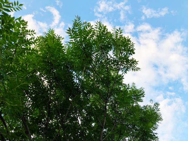 istock Outdoor in summer residence. The sky is clouded with clouds  and tree 1076141170