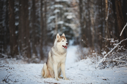 Profile Portrait of cute, happy and free Siberian Husky dog sitting on the snow and looking to the camera in the mysterious winter forest at sunset.