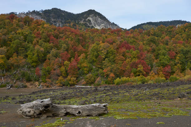 Autumn in Conguillio National Park in southern Chile. Trees in autumn foliage in the foreground; evergreen Araucania Trees (Araucaria araucana) beyond on the higher rocky mountain tops.