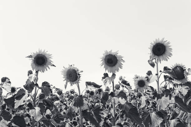 istock Close-up of flowered sunflowers 1076146938
