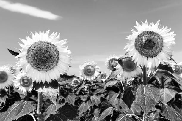 istock Close-up of flowered sunflowers 1076147440