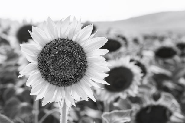 istock Close-up of flowered sunflower 1076148128