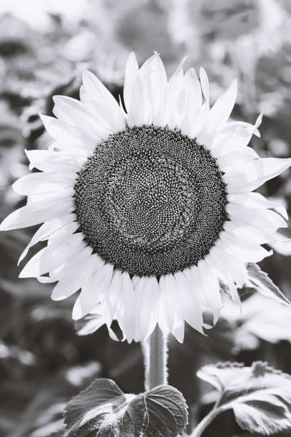 istock Close-up of flowered sunflower 1076148524