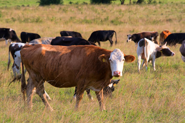 istock Herd of cows on a summer pasture in the Bulgaria 1076148804