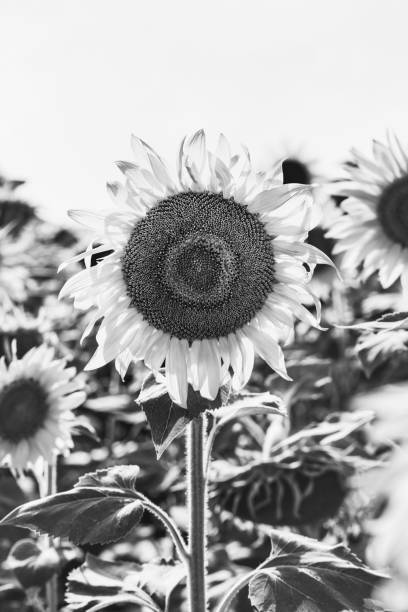 istock Close-up of flowered sunflower 1076149744