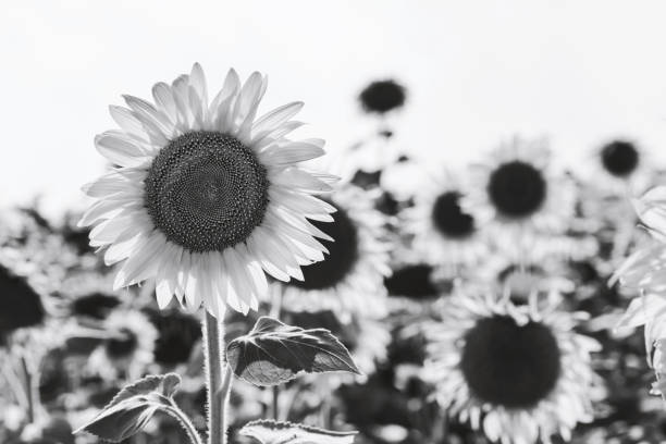 istock Close-up of flowered sunflower 1076150226