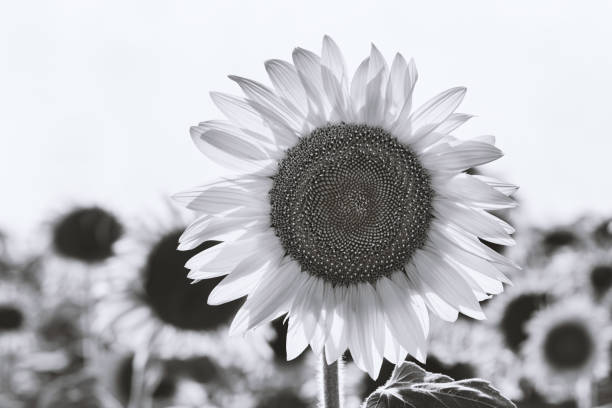 istock Close-up of flowered sunflower 1076150610