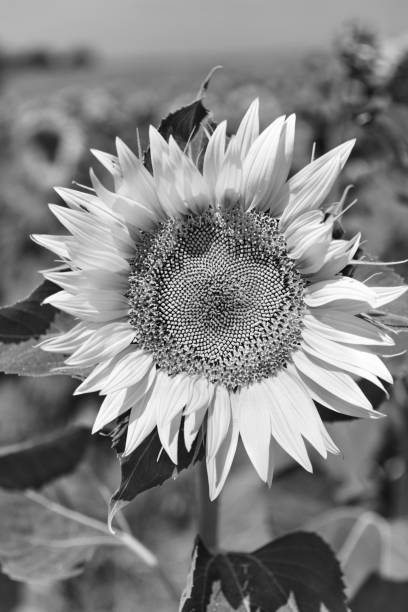 istock Close-up of flowered sunflower 1076150868