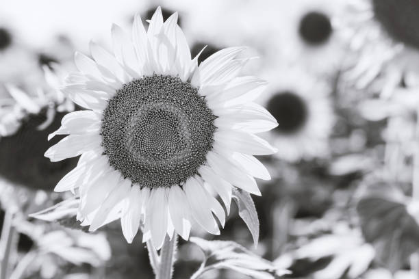 istock Close-up of flowered sunflower 1076151166
