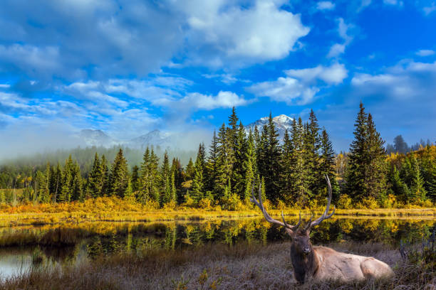 istock Gorgeous deer with horns resting 1076151366