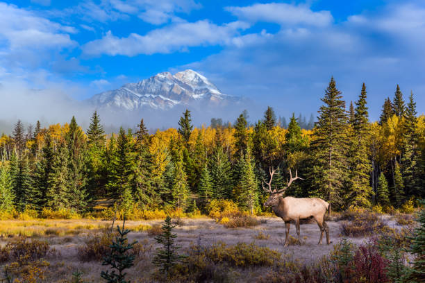 istock Gorgeous deer grazing on the lake 1076151372