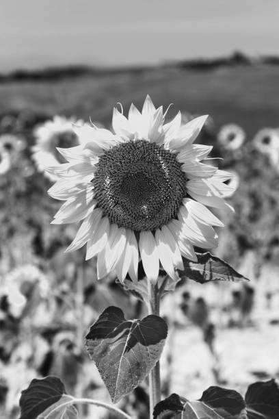 istock Close-up of flowered sunflower 1076151586