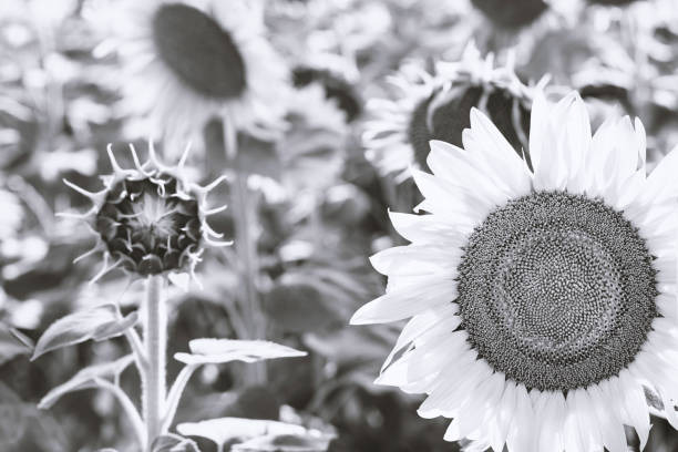 istock Close-up of flowered sunflower 1076152158