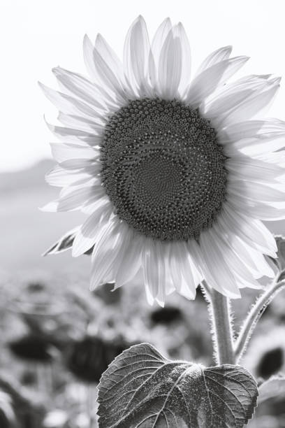 istock Close-up of flowered sunflower 1076152420