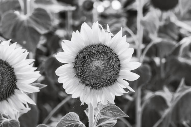 istock Close-up of flowered sunflower 1076152896