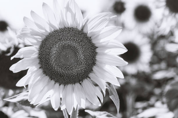 istock Close-up of flowered sunflower 1076153406