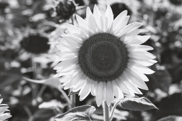 istock Close-up of flowered sunflower 1076154914