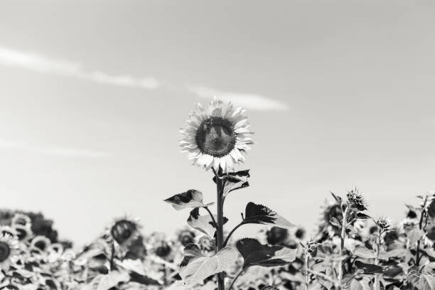 istock Close-up of flowered sunflower 1076155286